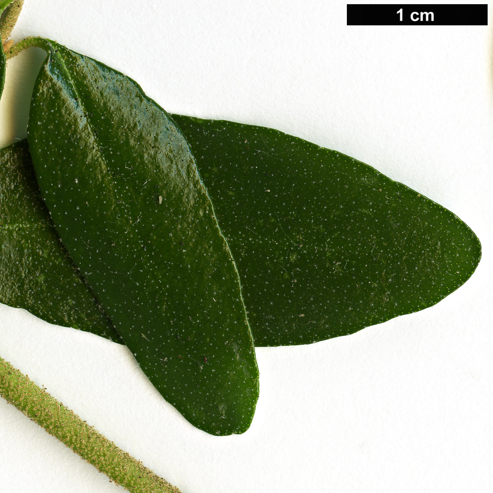 High resolution image: Family: Rutaceae - Genus: Correa - Taxon: glabra - SpeciesSub: var. turnbullii